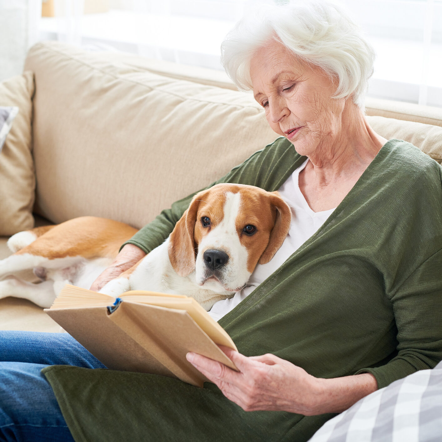 Serious concentrated senior woman with white hair reading interesting book and hugging favorite Beagle dog while sitting on sofa in living room